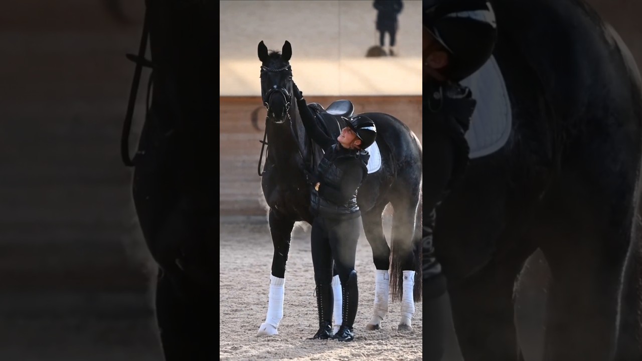 TRAUMPFERD #horse #dressurpferd #equestrian #pferde #stallion #dressage #horselover #equestrianlife
