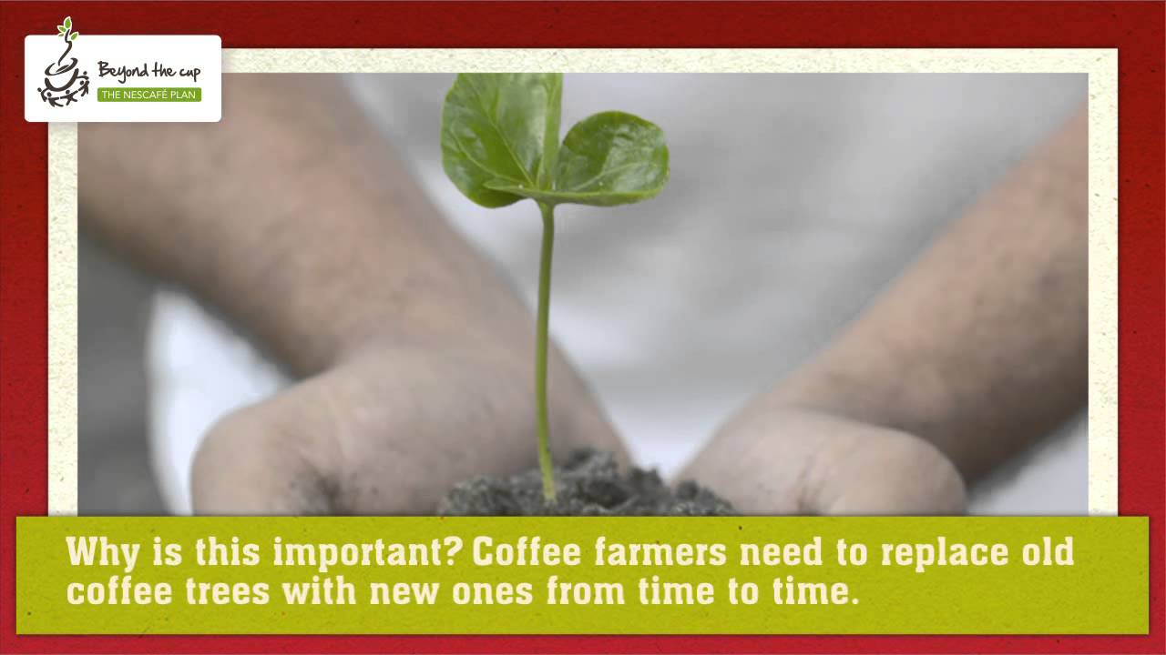 Nestl&eacute; Professional The NESCAF&Eacute; Plan