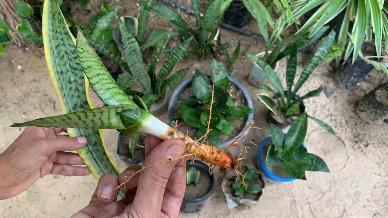 زراعة نبات الثعبان 🌱 ازرع ورقة وحدة فقط وأحصل على عشرات الشتلات من نبات جلد النمر أفضل منقي للهواء