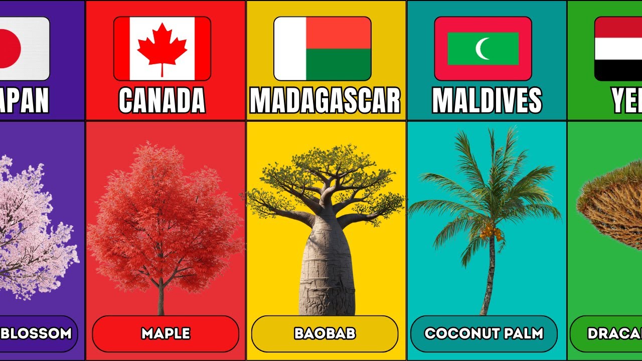 National Trees From Different Countries