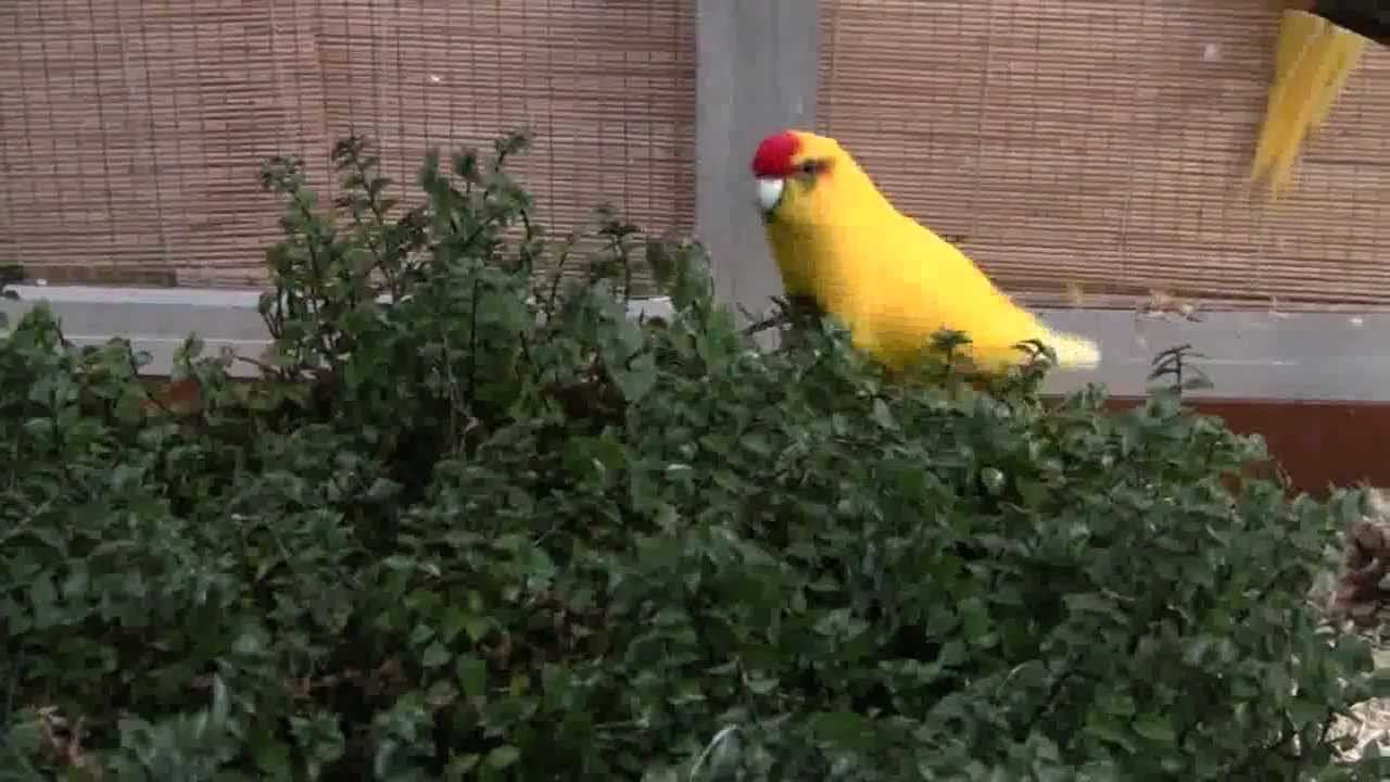 Ziegensittiche fressen Loewenzahn & Vogelmiere & Callisia