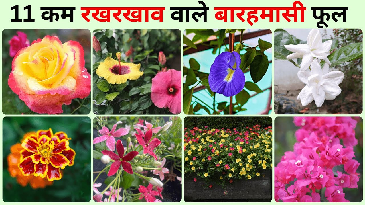 ये 11 फूलों वाले पोधे अपने बग़ीचे में ज़रूर लगालो 🌸🌼 Best Permanent Flower Plants For Home Garden