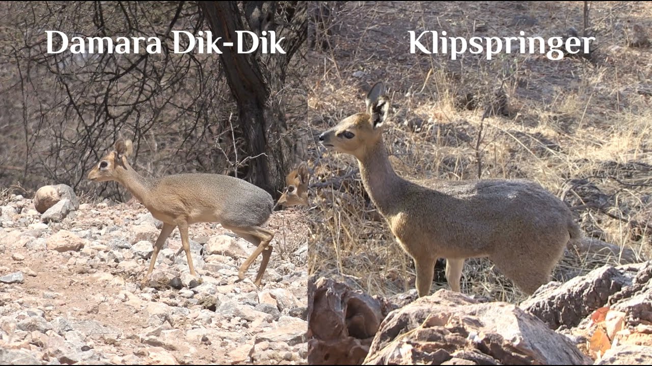 FOLLOW THE TRACKS - EPISODE 7 - DAMARA DIK-DIK & KLIPSPRINGER