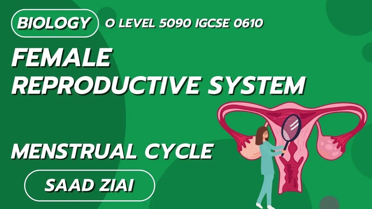 Female Reproductive System and Menstrual Cycle | O Level | Biology | Saad Ziai | SLATE