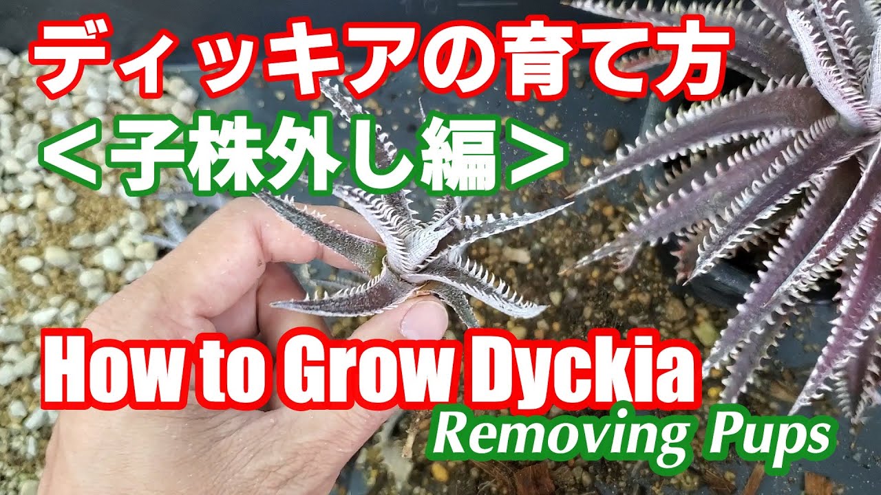 ディッキアの育て方：子株外し編（How to Grow Dyckia :Removing Pups）【Dyckia Maniax（ディッキア・マニアックス ）】by Nin-Nin（にんにん）