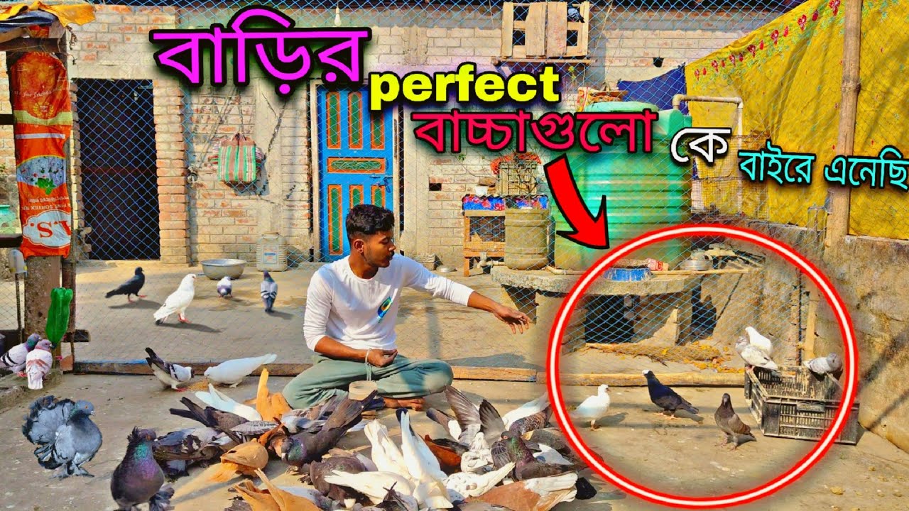বাড়ির Perfect বাচ্চাগুলোকে বাইরে এনেছি 🔥#myworld #petsvlog