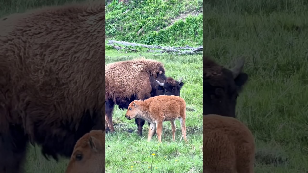 Baby Bison and Mother Grazing in Yellowstone National Park