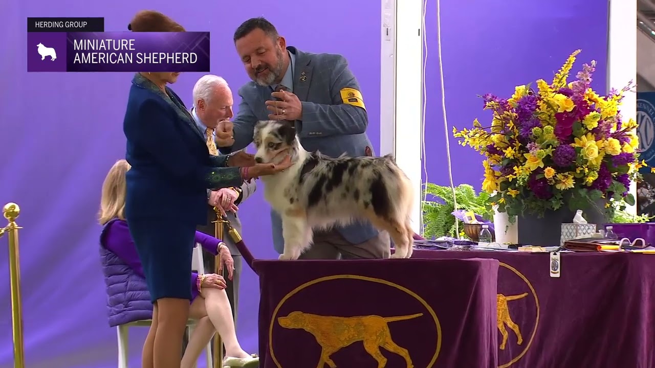 Miniature American Shepherds | Breed Judging 2024