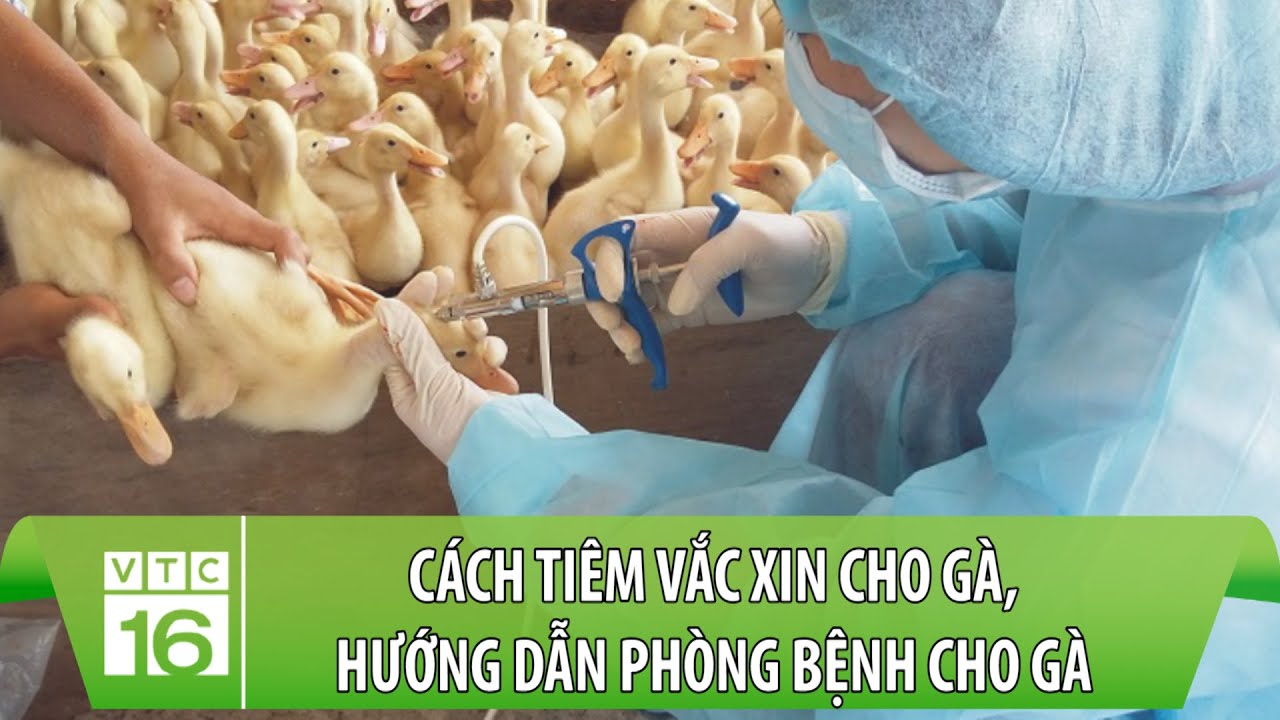 Cách tiêm vắc xin cho gà, hướng dẫn phòng bệnh cho gà | Làm nông đúng cách | VTC16