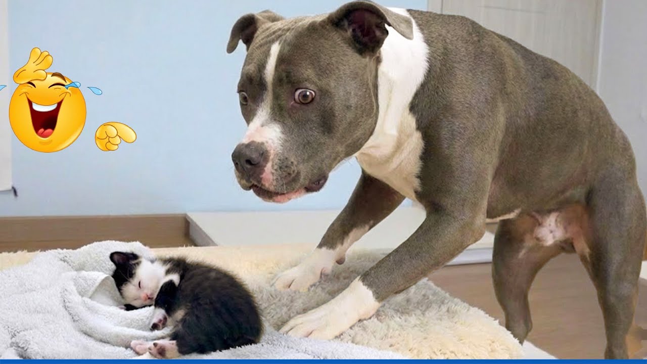 The Best Funny Dog Videos Make You Unable To Stop Laughing 😹🐶 Funniest Cats And Dogs Videos 😂