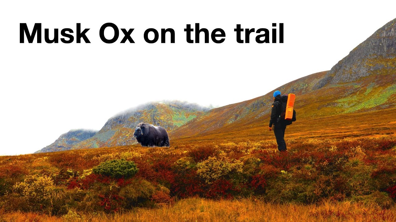 3 days solo trip to Dovre National Park. Day 2: Hiking in snow and wind. Musk Ox on the trail!