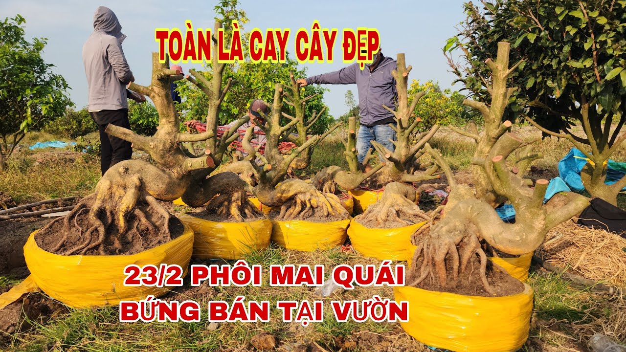 23/2 phôi mai quái bứng bán tại vườn toàn là cây đẹp ☎0907813169