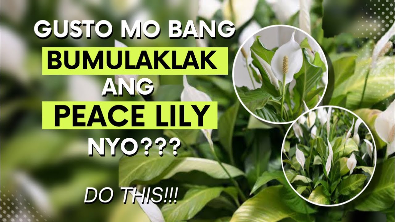 KAYA PALA AYAW BUMULAKLAK NG PEACE LILY NATIN!