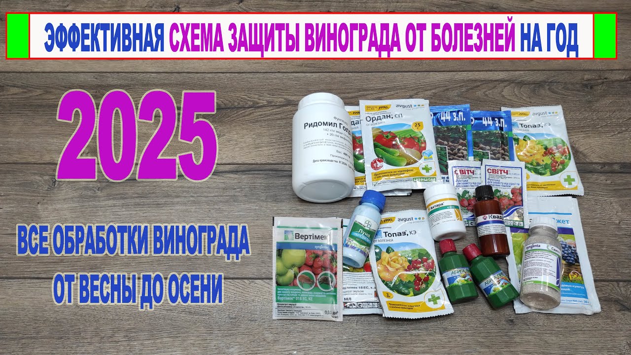 🍇 КАЛЕНДАРЬ ОБРАБОТОК ВИНОГРАДА от БОЛЕЗНЕЙ на 2025 год. Профилактическая СХЕМА ЗАЩИТИТ ваш виноград