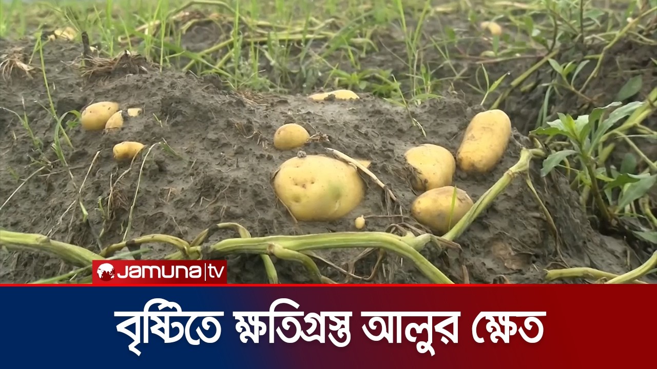 মুষলধারে বৃষ্টিতে ক্ষতিগ্রস্ত কয়েক হাজার হেক্টর আলুর ক্ষেত | Rangpur | Potato Damage | Jamuna TV