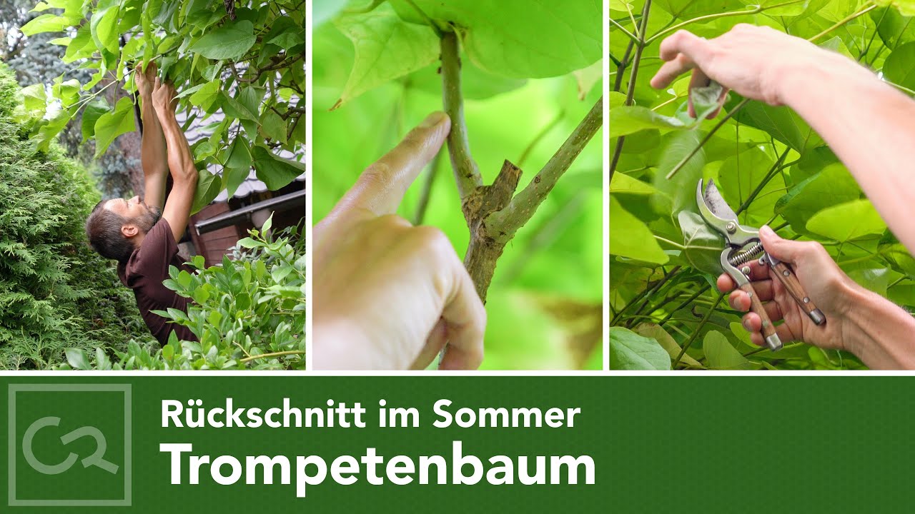 Trompetenbaum – Rückschnitt im Sommer