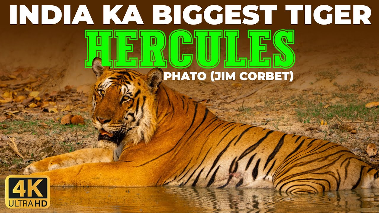 India’s Biggest Tiger HERCULES in Phato Zone | Jim Corbett #herculesthetiger #phatozone #bengaltiger