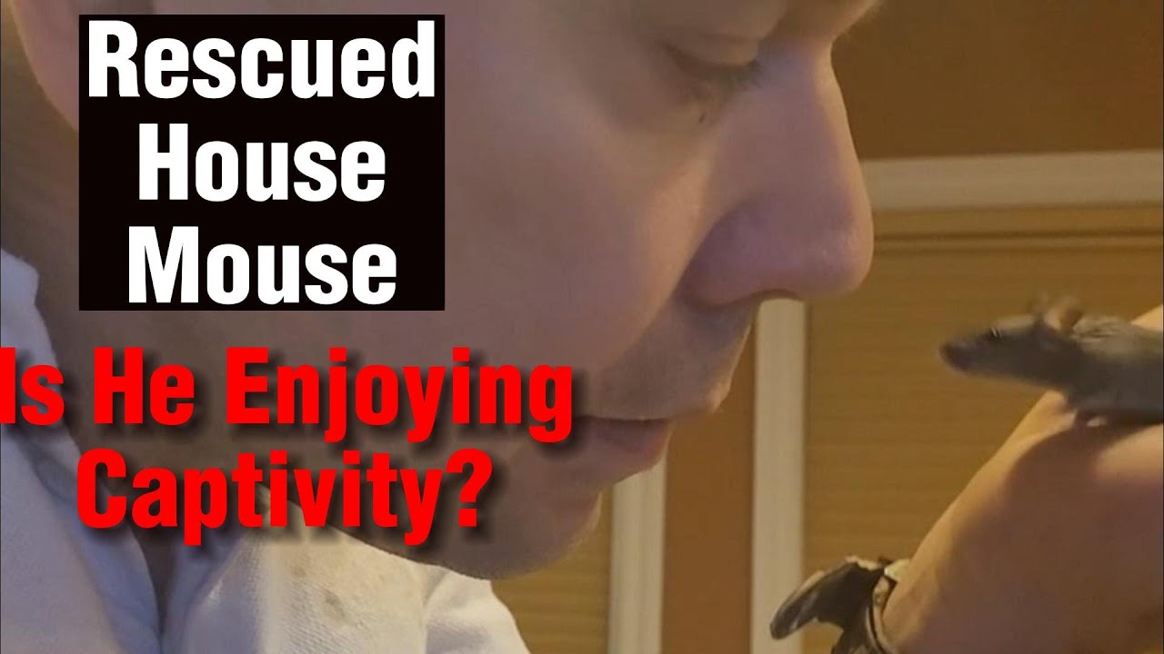 What Is It Like To Have a Pet Wild Mouse?