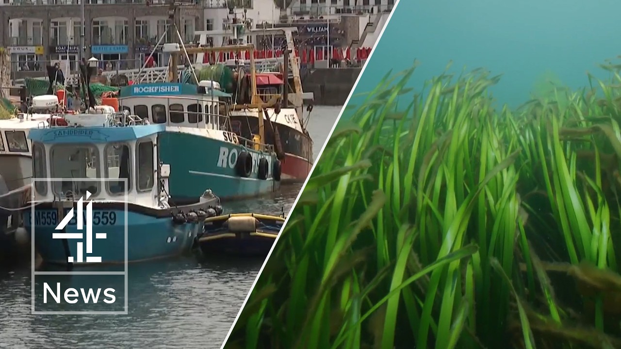 Met Office warning over marine heatwave - what is it?