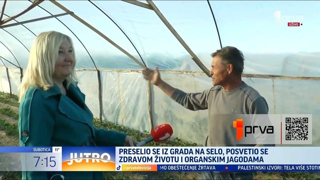 Prva TV - Jutro - U pomoravsko selo Bapsko Polje stigle prve organske jagode