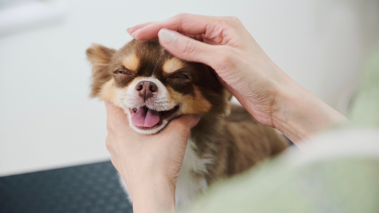 モデル犬のチワワをカットします！