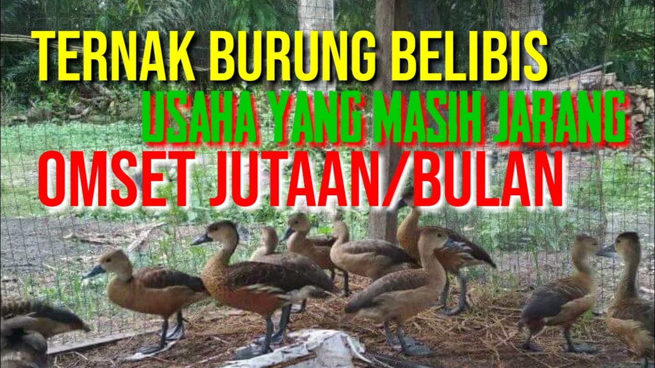 Ternak Belibis Minim Pesaing Untung jutaan