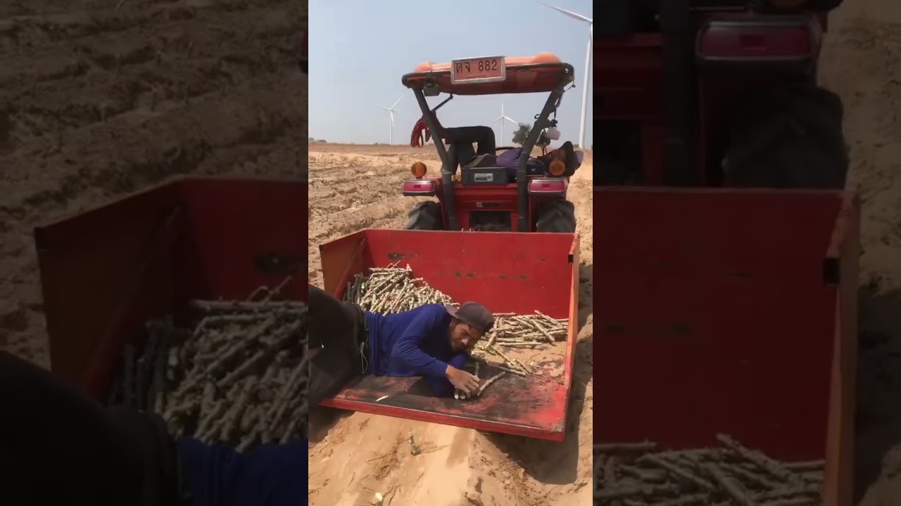 Plantando mandioca deitado numa boa