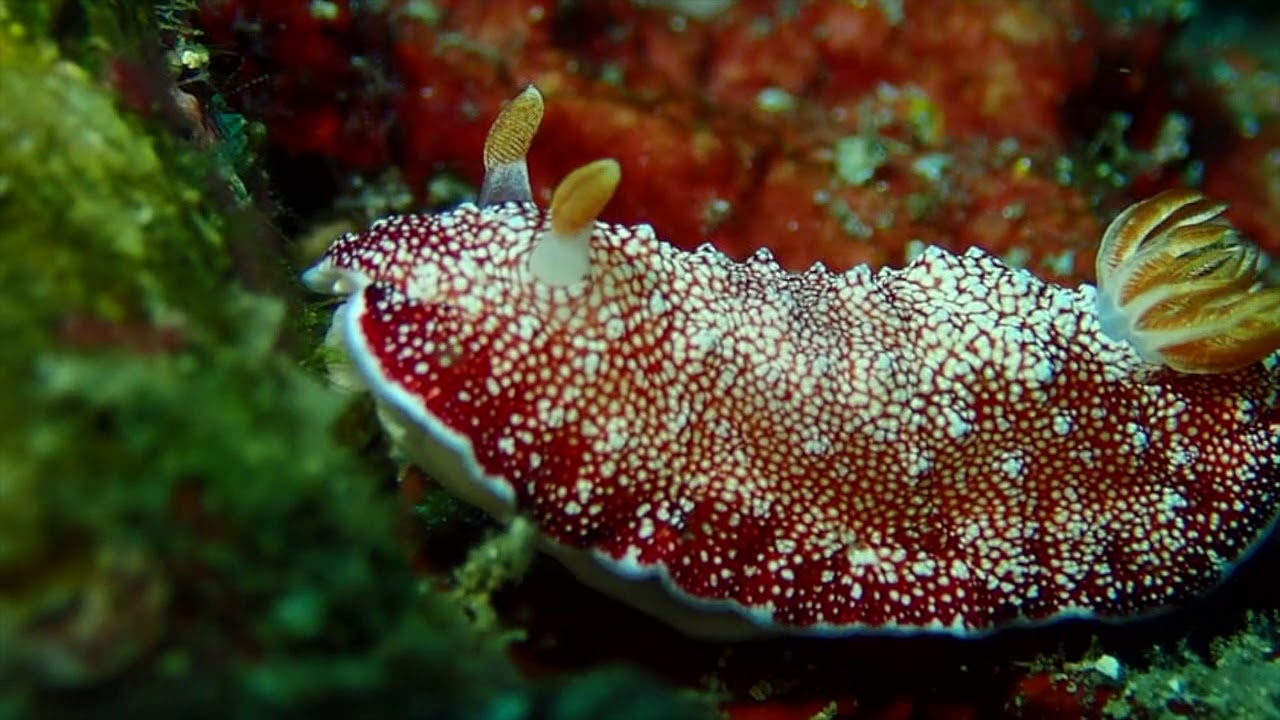 Tg-6 Anilao 阿尼洛 blue ribbon  dive resort