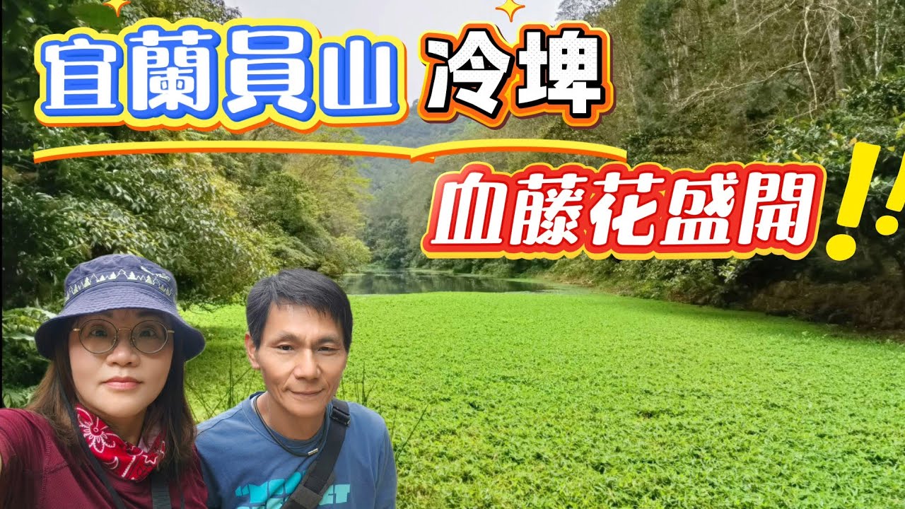 宜蘭員山 | 冷埤林道 | 時隔兩年血藤花大爆發 | 三訪空靈祕境冷埤&bull;115/3/19