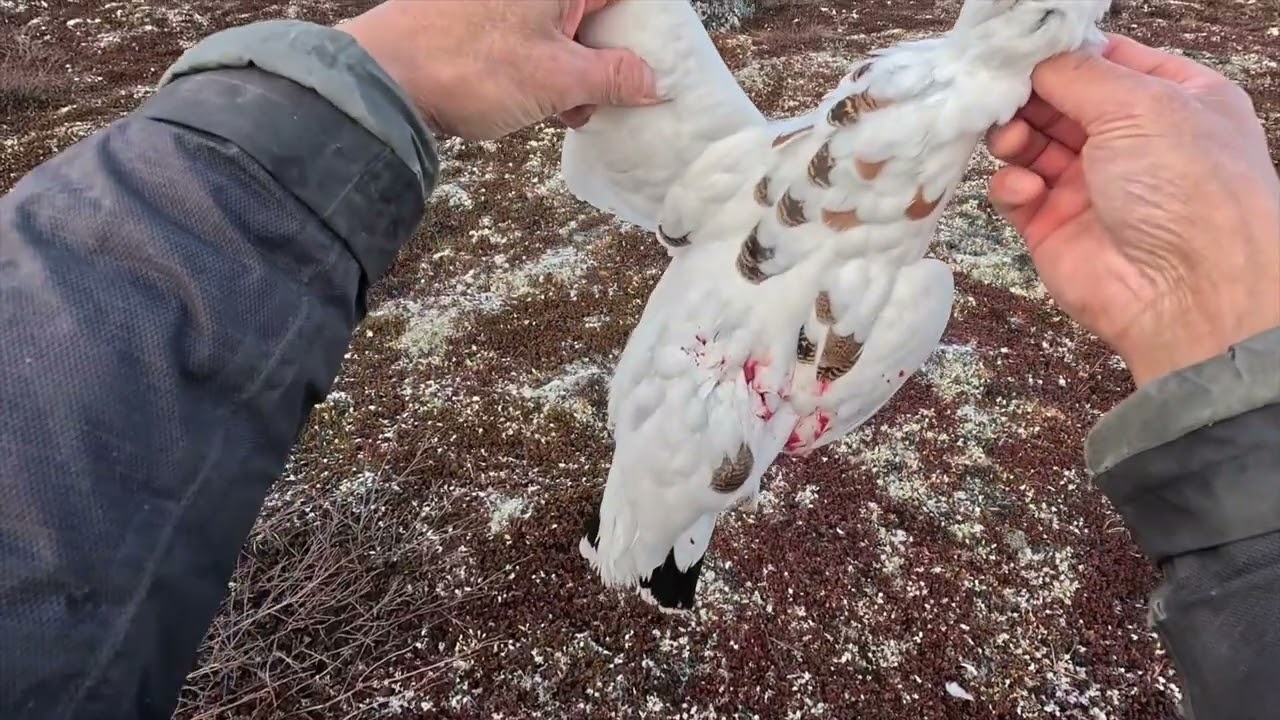Fall time Ptarmigan hunting