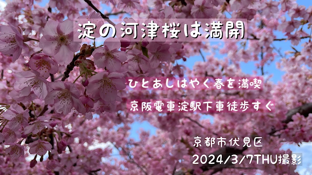 淀の河津桜は満開