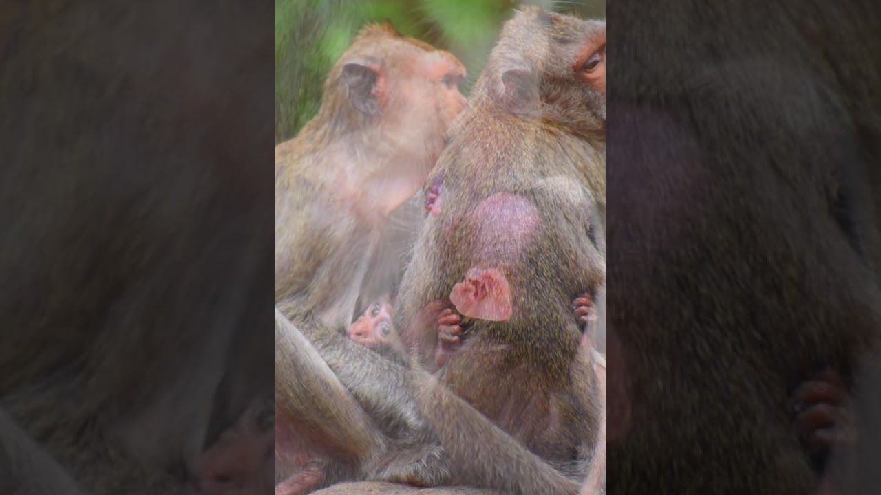 Pretty Just Newborn Baby Monkey