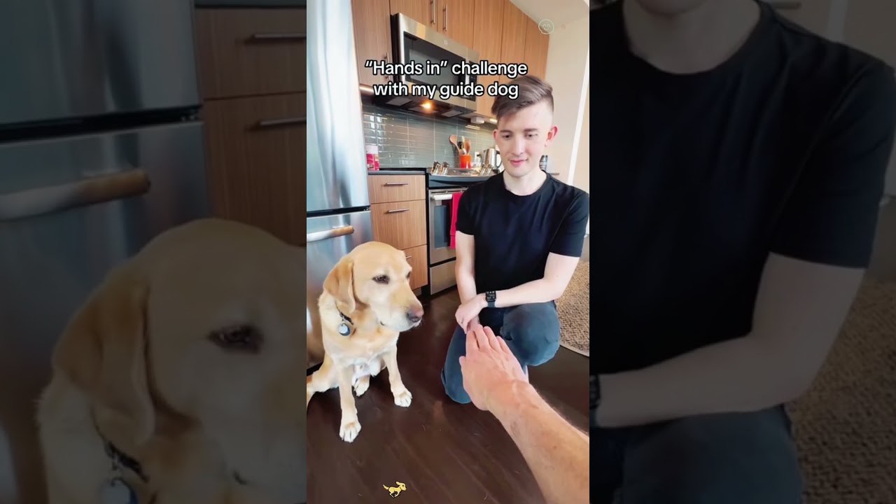 Testing Your Dog🤣#dog #dogsoftiktok #funnydog #fyp #funnyvideos