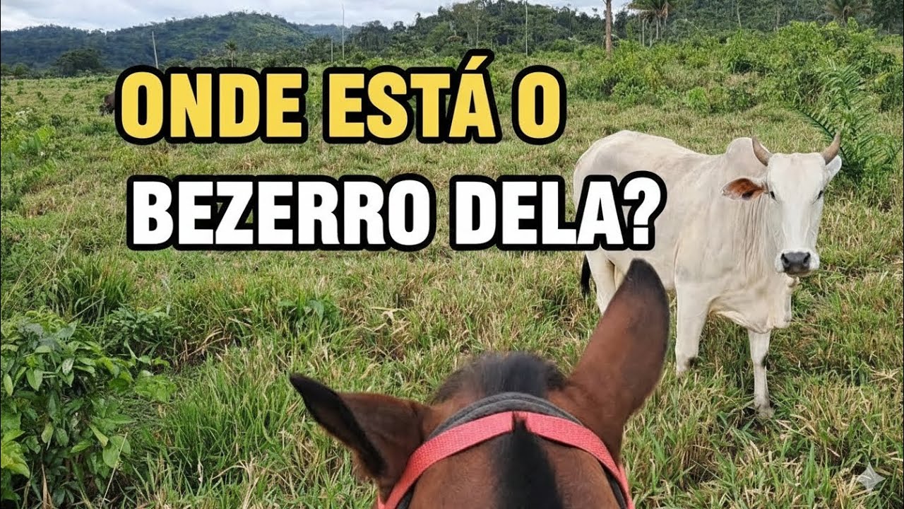 ONDE ELA ESCONDEU? Fui procurar o bezerro recém-nascido no meio do mato!