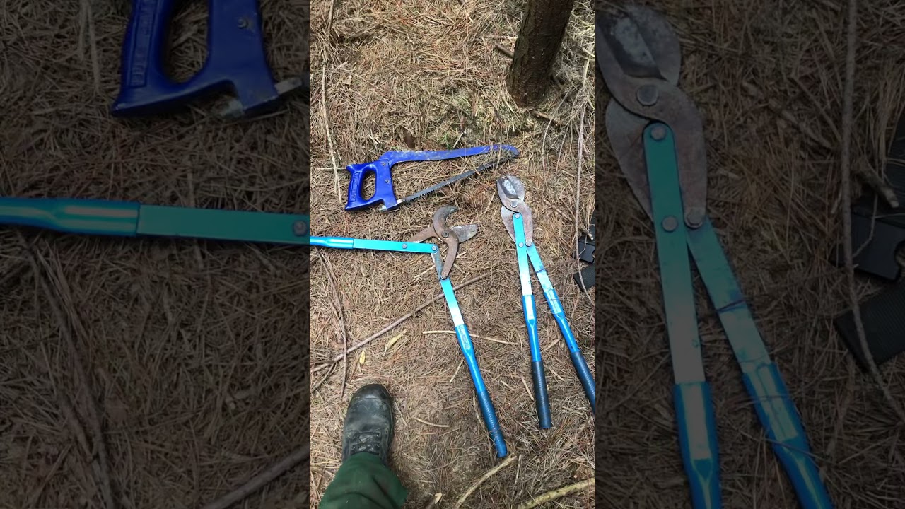 Pruning pine trees part two