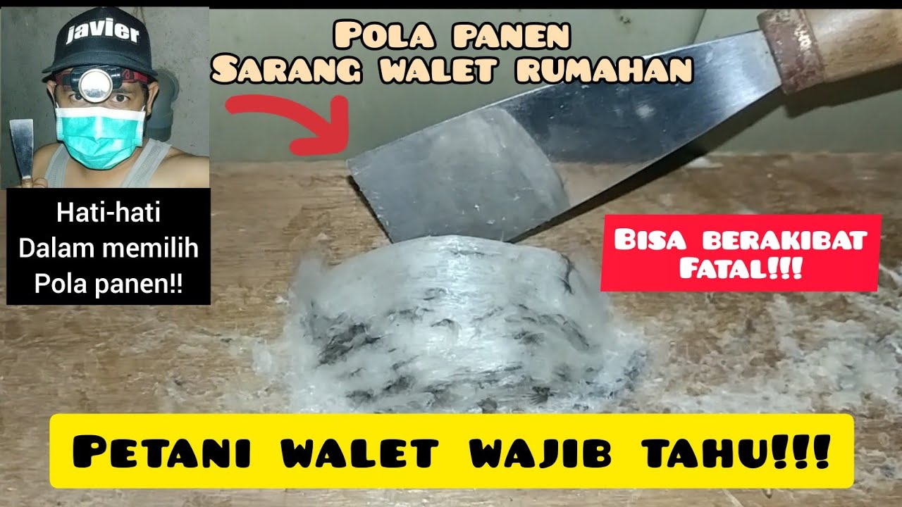 Cara panen sarang walet yang benar ||How to harvest swiftlet nest correctly