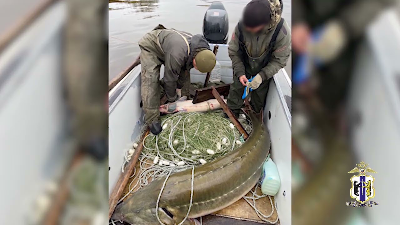 В Хабаровском крае полиция выпустила в естественную среду обитания 6 особей осетра амурского