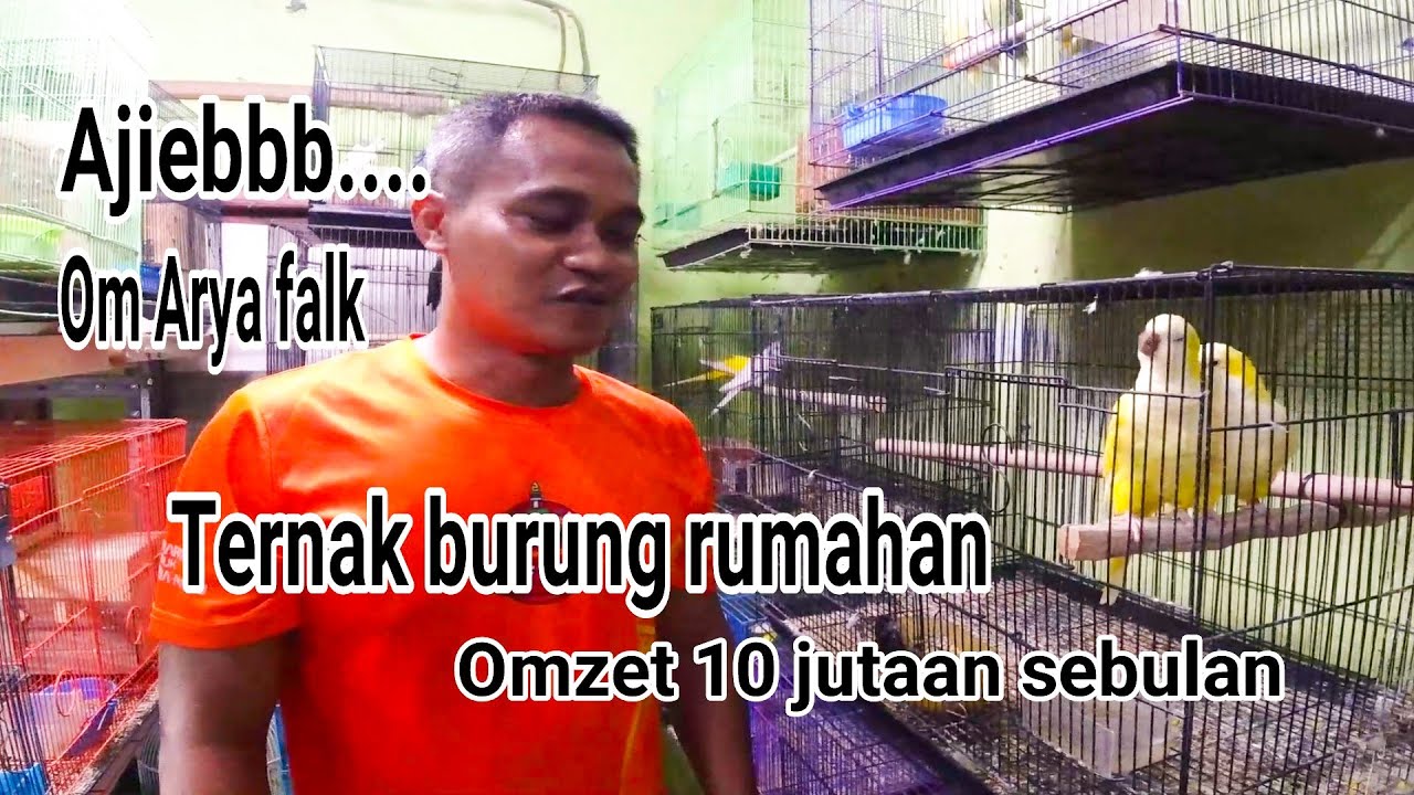 Ternak burung Parrot rumahan omzet puluhan juta perbulan