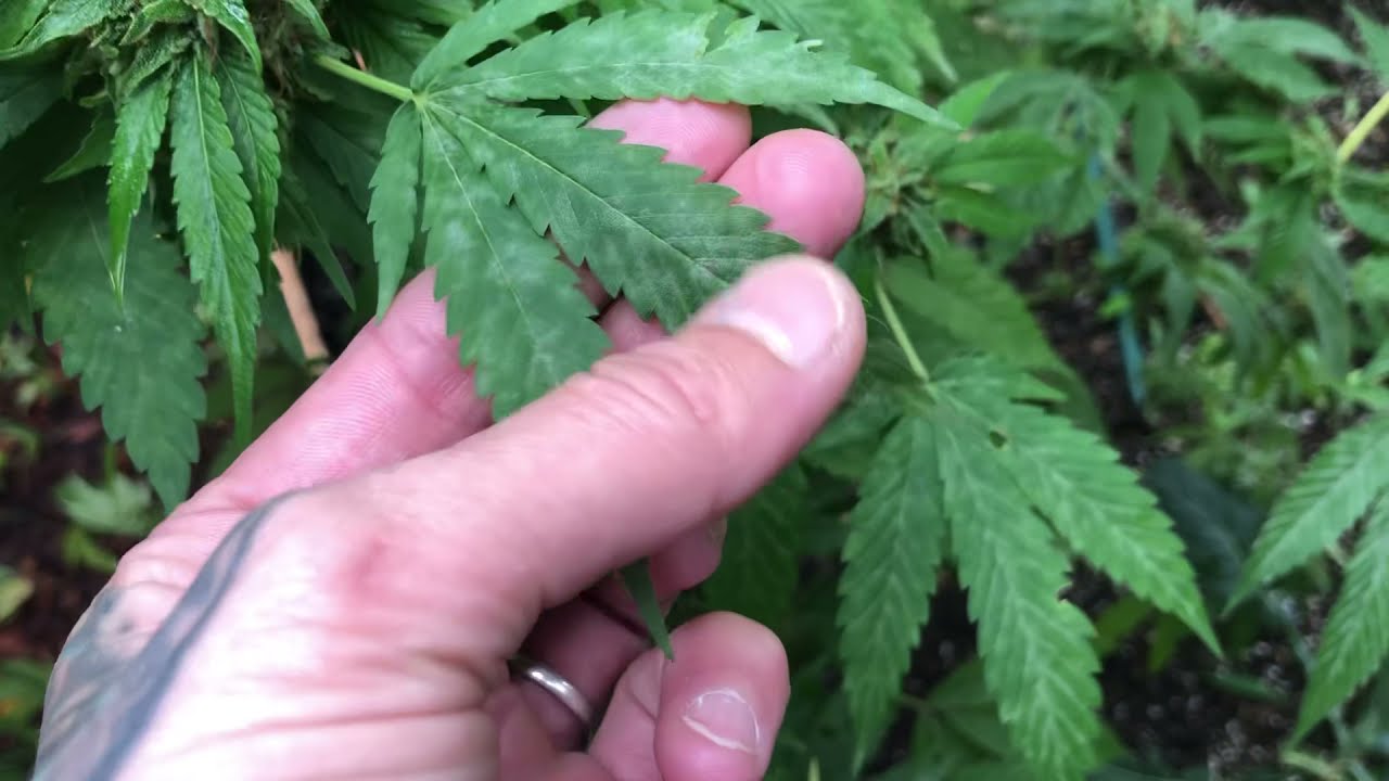 Powdery Mildew on Cannabis- How to Check if it&rsquo;s Active or Residual?