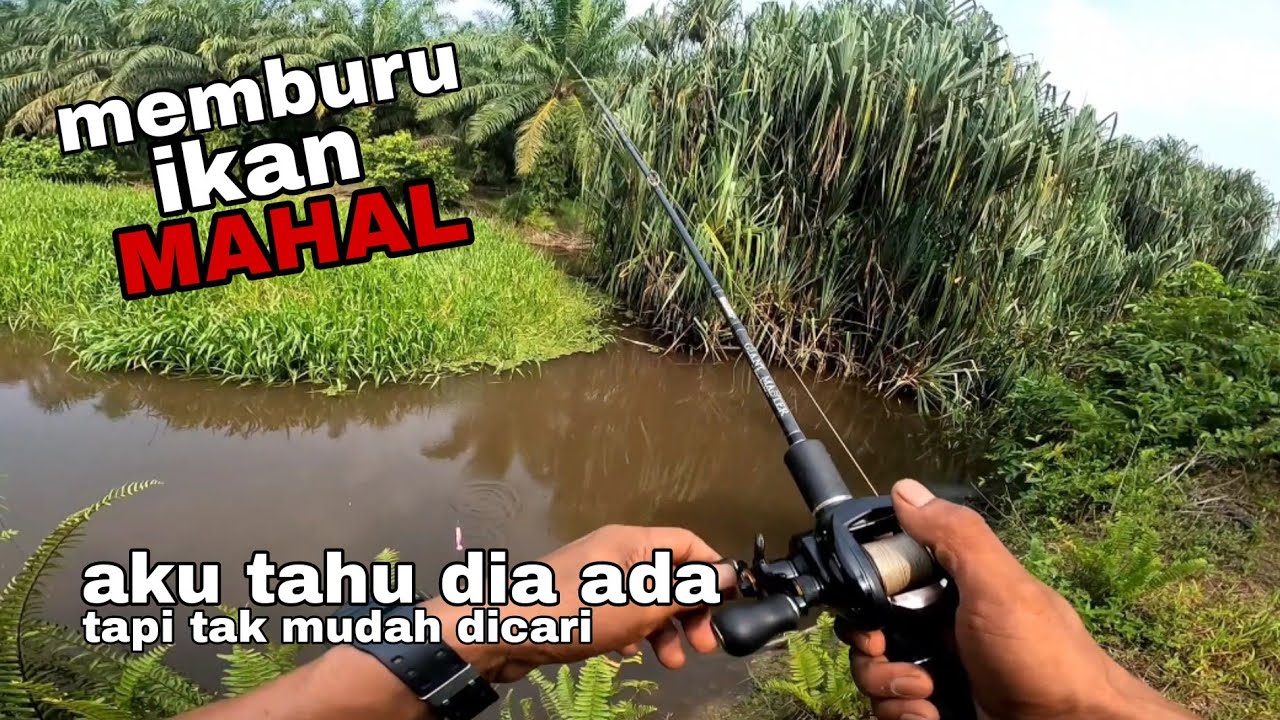 TERJAH !!. MEMANCING IKAN RARE. CASTING HARUAN, KERANDANG. AKU TAHU DIA ADA @adyflychannel