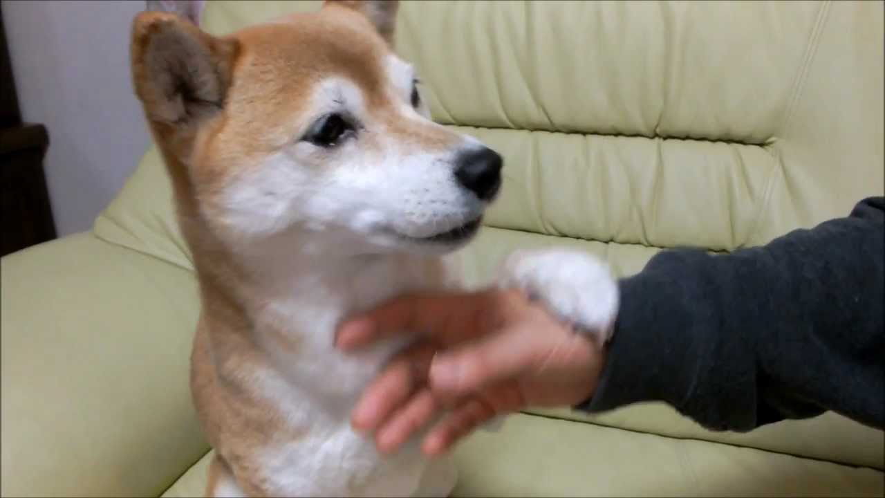 寝起きの柴犬いちごとパパ　Shiba Inu and owner in morning