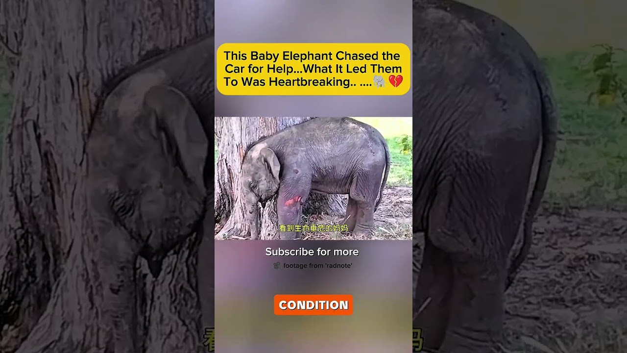 This Baby Elephant Chased a Car... Then It Led Them to Its Injured Mother 🐘❤️#shorts#fyp#italy#viral