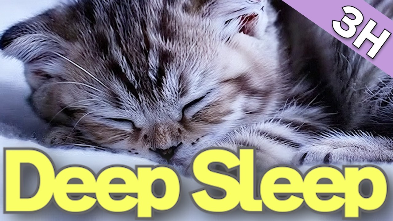 Sleeping Kitten Bell Under the Night Sky 🌙 | Calm Study & Sleep BGM (3 Hours)