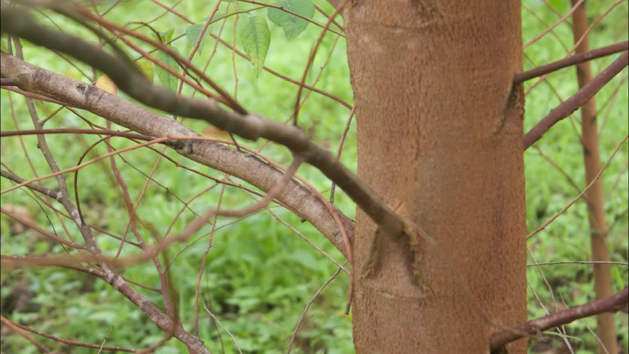 3 Year Old Eucalyptus Trees. Kalitunsi Ow’emyaka Esatu