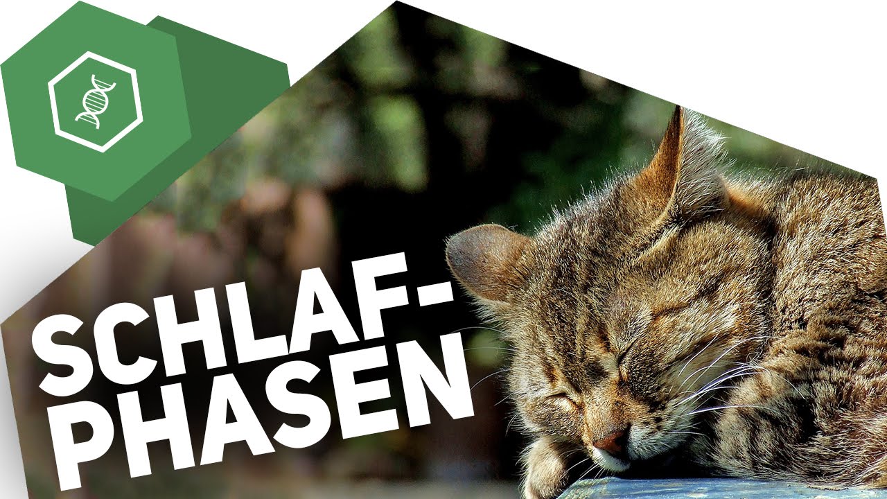 Schlafzyklen beim Menschen