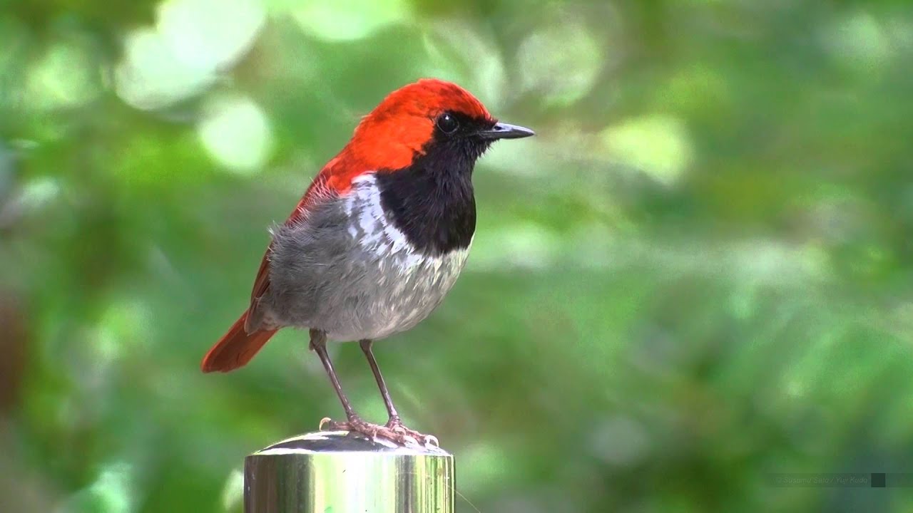 アカヒゲ（4）ホントウアカヒゲ - 国頭村 - Ryukyu robin - 国指定天然記念物,国内希少野生動植物種 - Wild Bird - 野鳥 動画図鑑