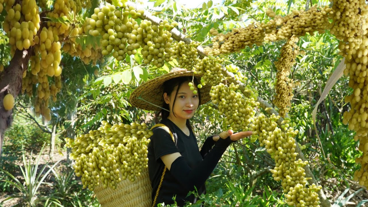 Harvesting TRUNG RUOT fruit and orange fruit go to the market to sell - mary daily life