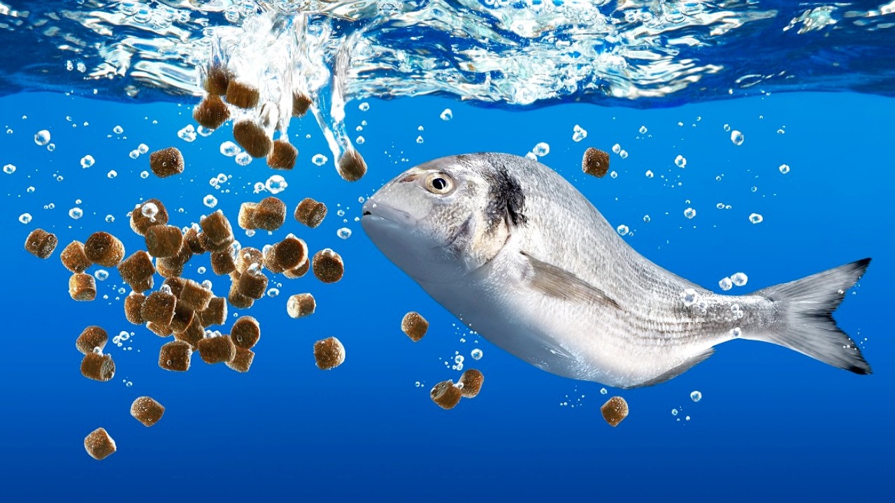 The Amazing Physics of How Fish Eat (In Slow Motion)