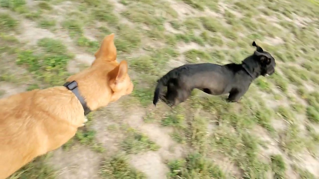 Poppy at the dog park