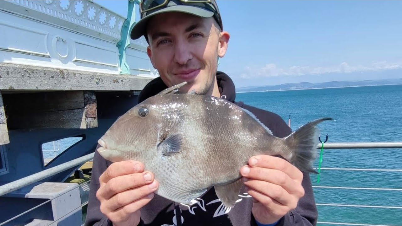 PIER fishing for TRIGGER fish on mumbles pier in Wales - sea fishing uk
